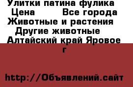 Улитки патина фулика › Цена ­ 10 - Все города Животные и растения » Другие животные   . Алтайский край,Яровое г.